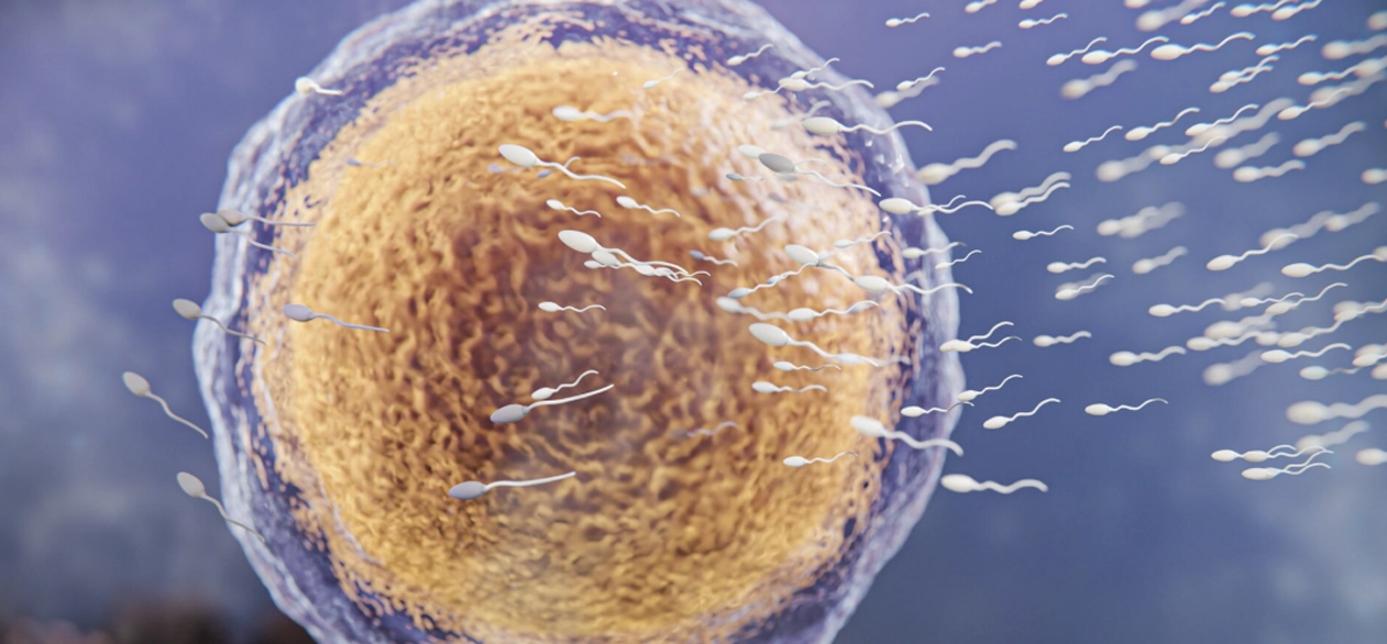 Embriyo / Yumurta / Sperm Dondurma